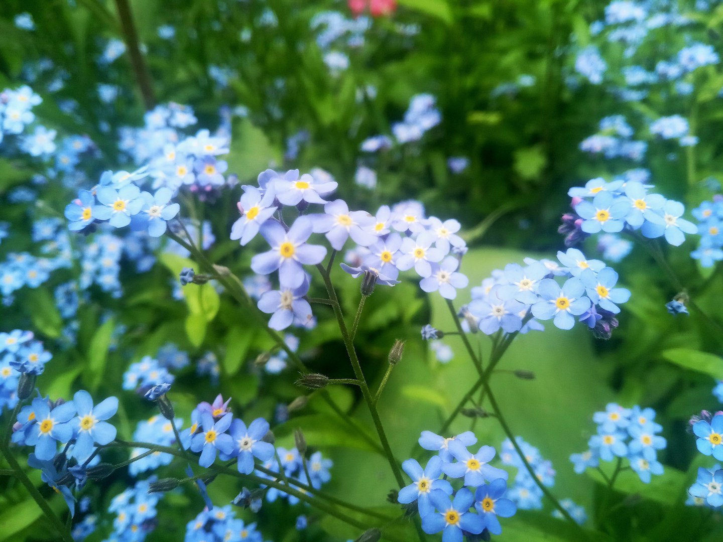 Anyas virtuella- virtuell assistent